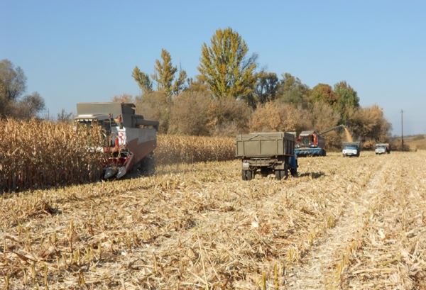 Уборочная кампания в Белгородской области вышла на финишную прямую